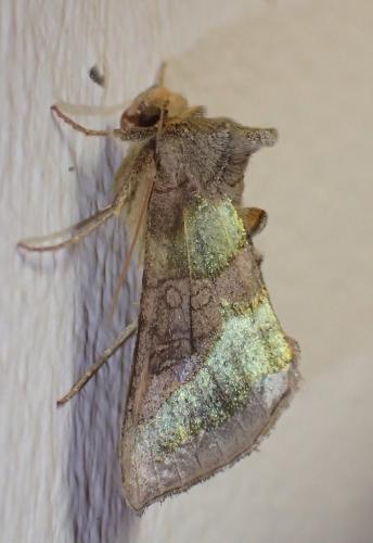 Réf. 261 081 : Diachrysia chrysitis